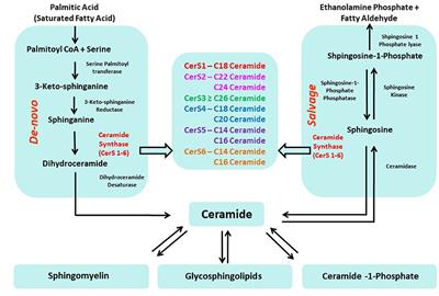 Ceramide Synthases Are Attractive Drug Targets for Treating Metabolic Diseases